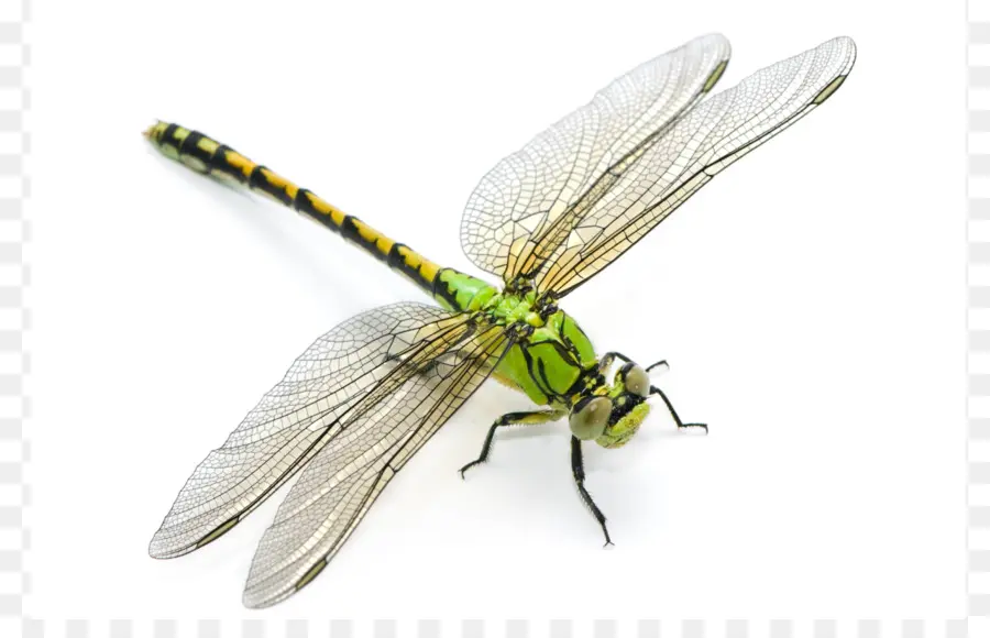 Libélula，Ophiogomphus Cecilia PNG