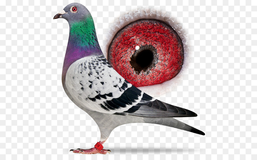 Columbidae，Homing Pigeon PNG