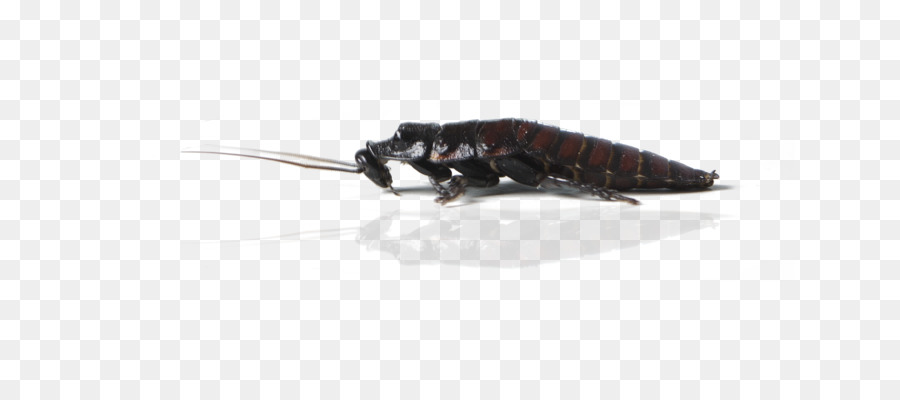 Cucaracha，Reptiles PNG