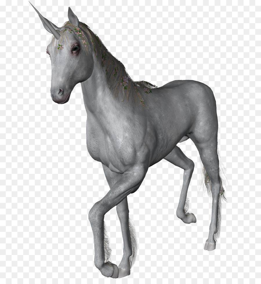 Unicornio，Caballo PNG