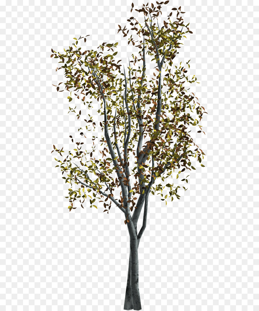 Árbol，Hojas PNG