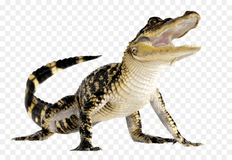 Caimán，Reptil PNG