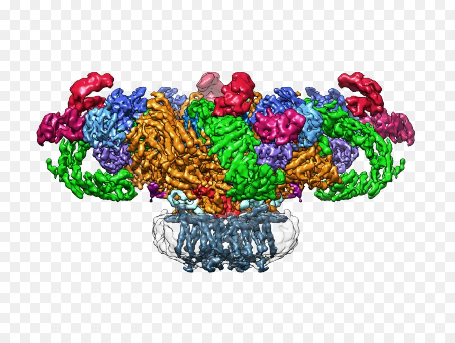 Instituto Max Planck De Fisiología Molecular，Receptor De Rianodina PNG