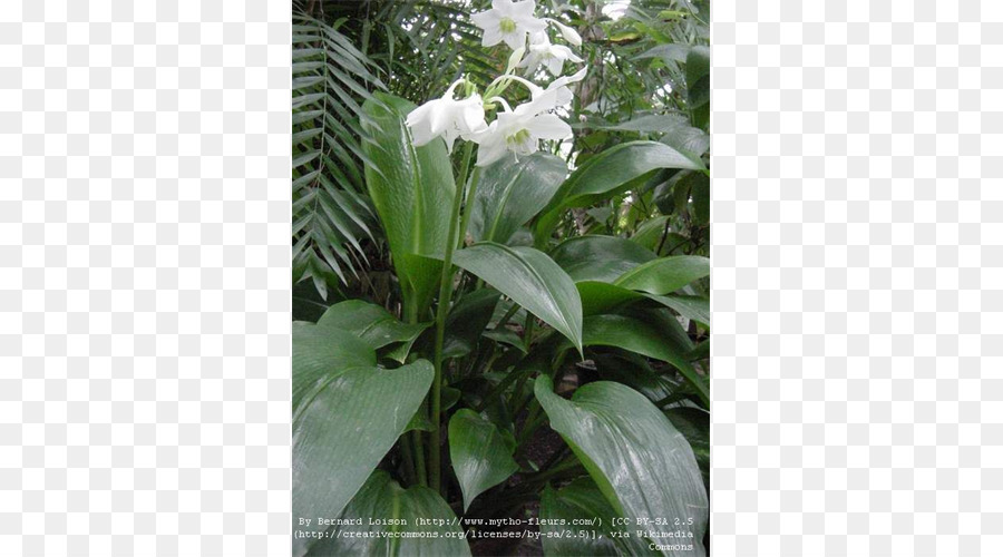 Flor，Eucharis Amazonica PNG