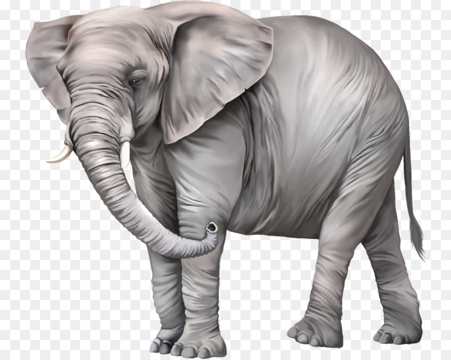 Elephantidae，Fondo De Escritorio PNG