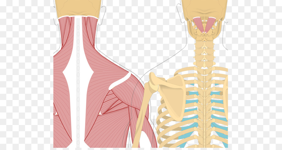 Splenius De La Cabeza Músculo，Splenius Músculos PNG