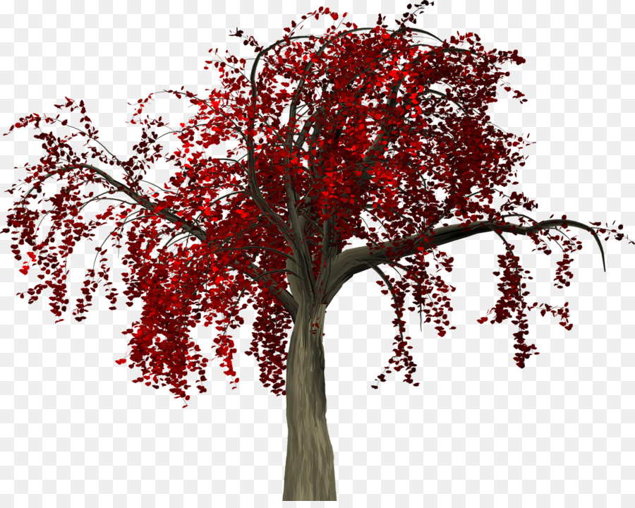 árbol Rojo，Hojas PNG