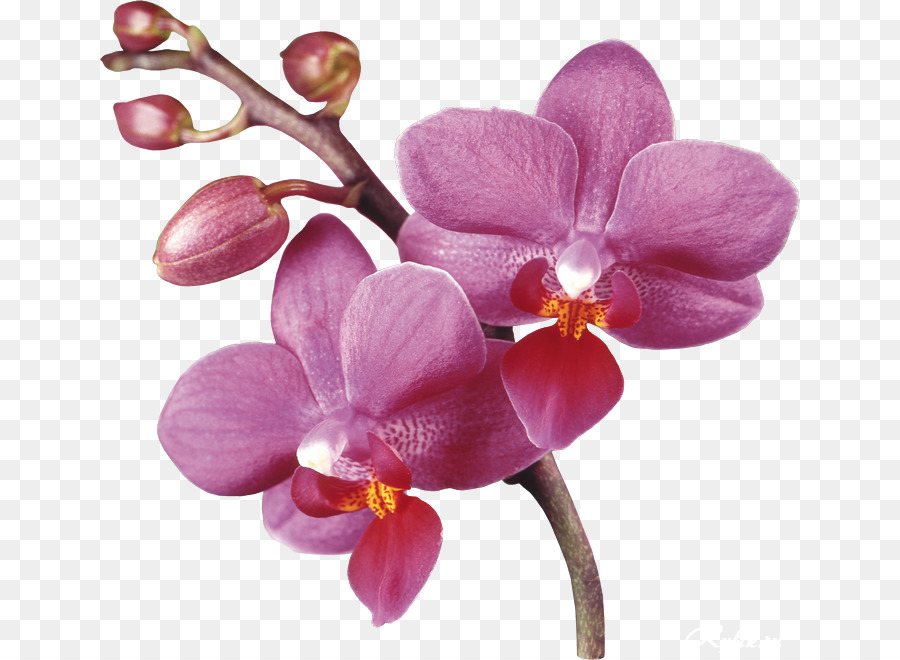 La Fotografía，Las Orquídeas PNG