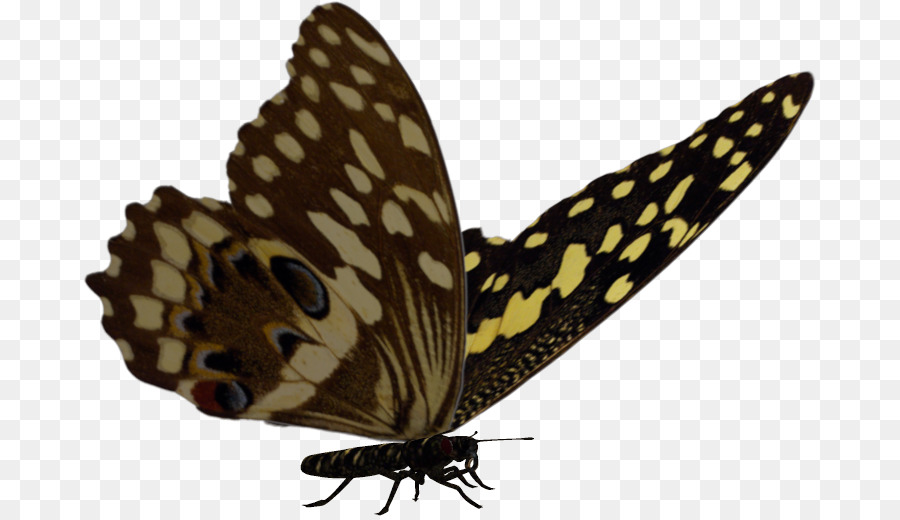 Mariposa，Marrón PNG