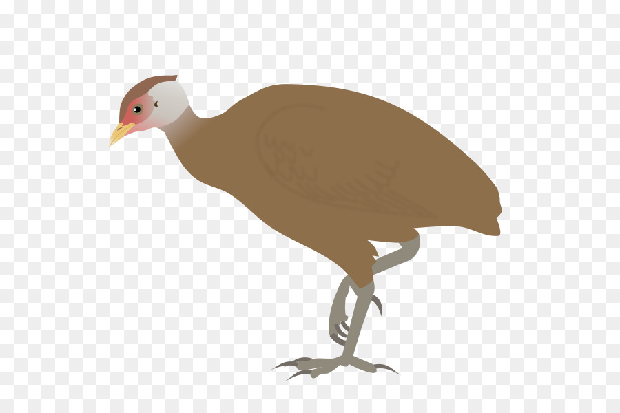 Vejestorio，Pájaro PNG