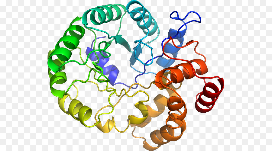 Estructura De La Proteína，Biología PNG