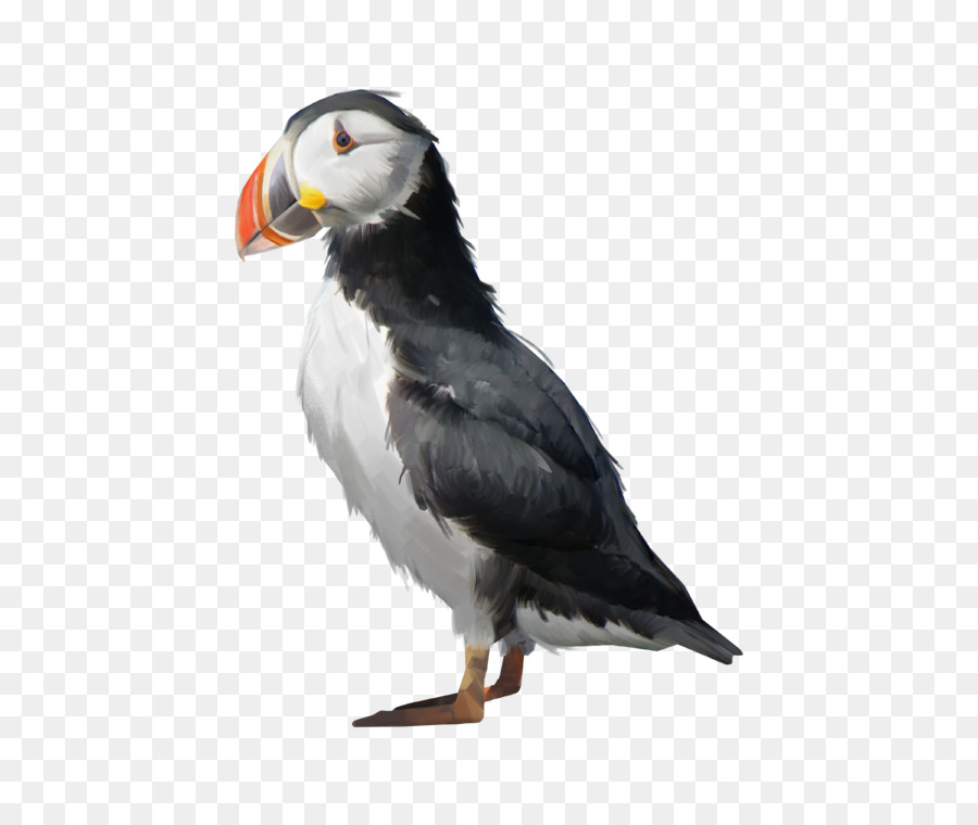 Puffin，Nave PNG