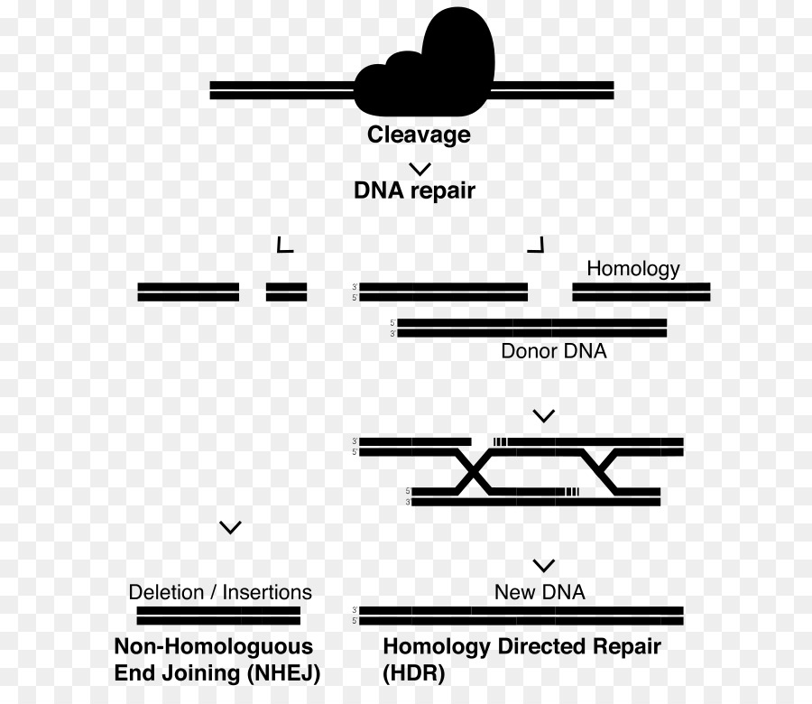 Crispr，La Reparación Del Adn PNG