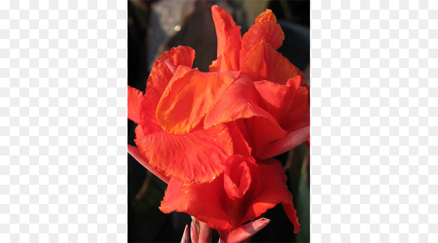 Jardín，Comestibles Canna PNG