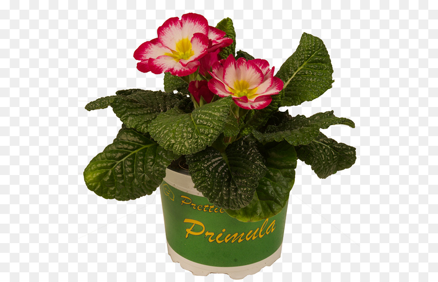 Primrose，Maceta PNG