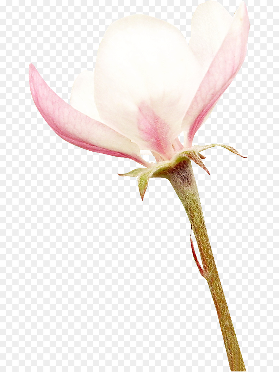 La Polilla De Las Orquídeas，Las Flores Cortadas PNG