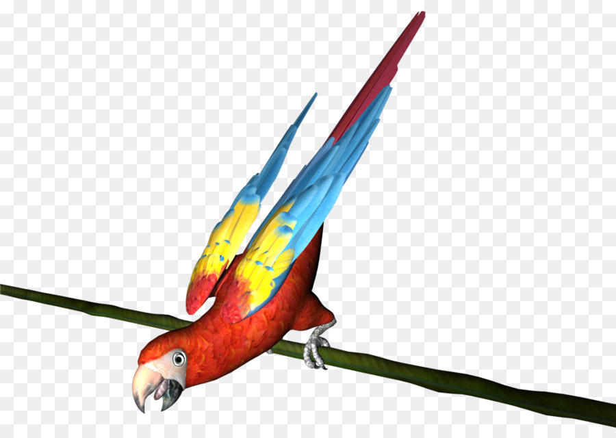 Guacamayo，Parakeet PNG