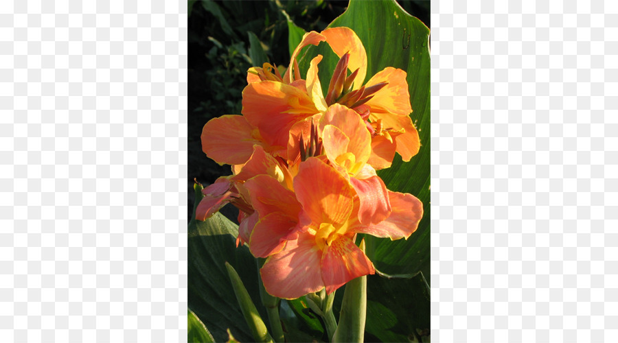 Canna，India Tiro PNG