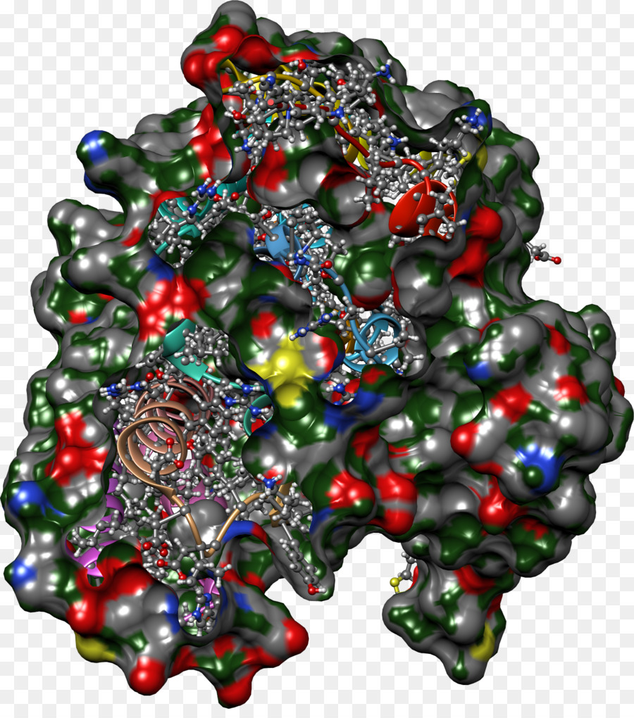 Estructura De La Proteína，Molécula PNG