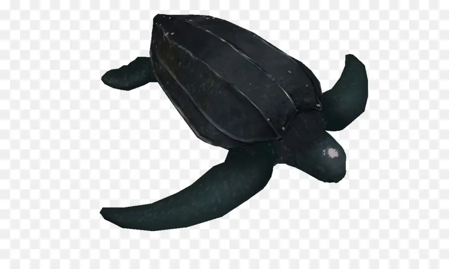 Tortuga，Mar PNG