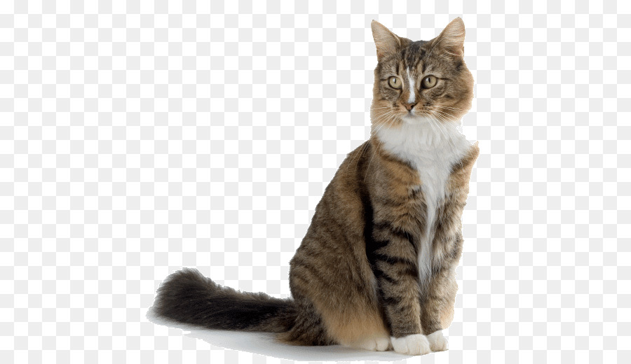 Perro，Maine Coon PNG