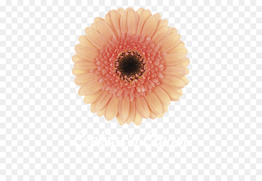 Transvaal Margarita，Gerbera De Los Hombres PNG