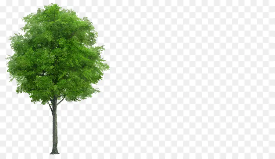 árbol De Neem，árbol PNG