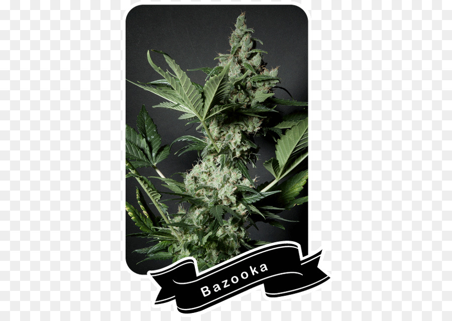 El Cannabis，Bazooka PNG