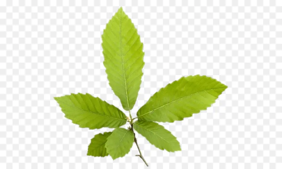 Hoja，Sweet Chestnut PNG