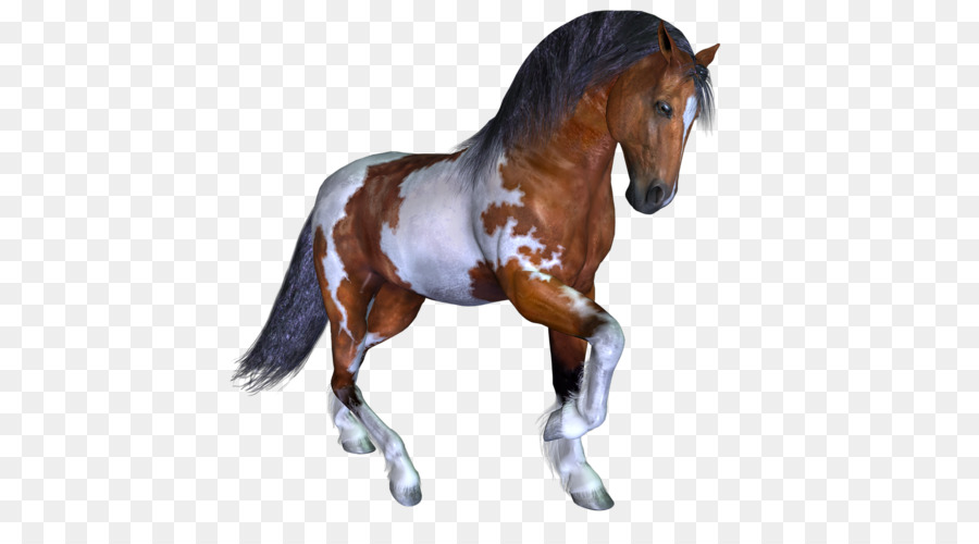 Potro，Caballo PNG