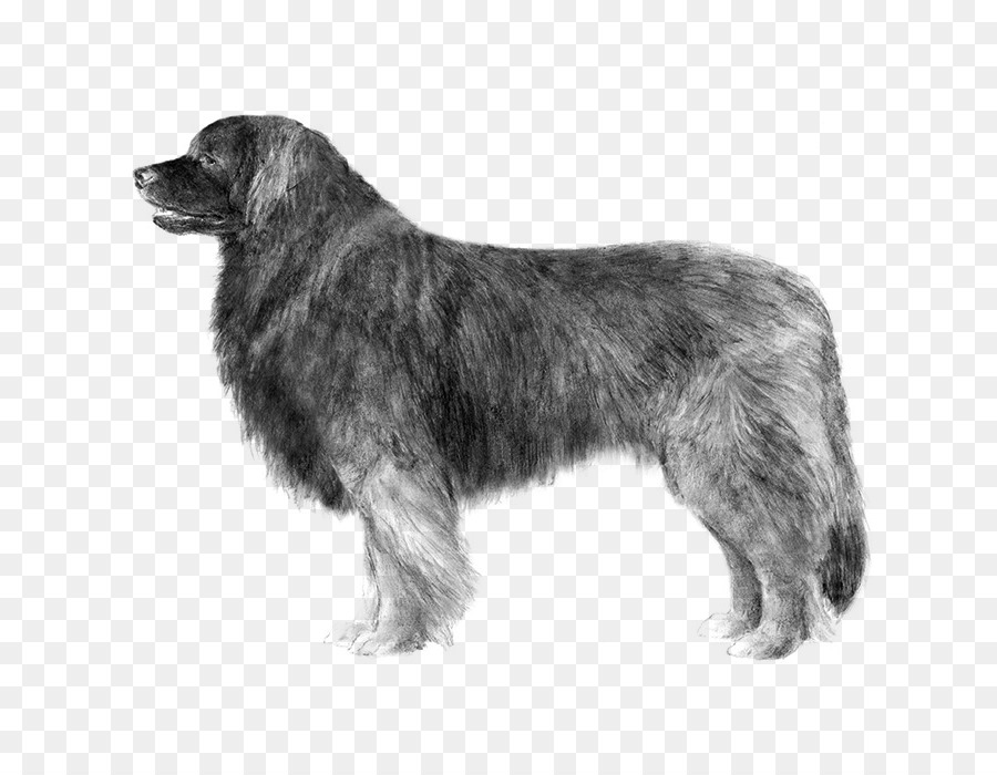 Raza De Perro，Leonberger PNG