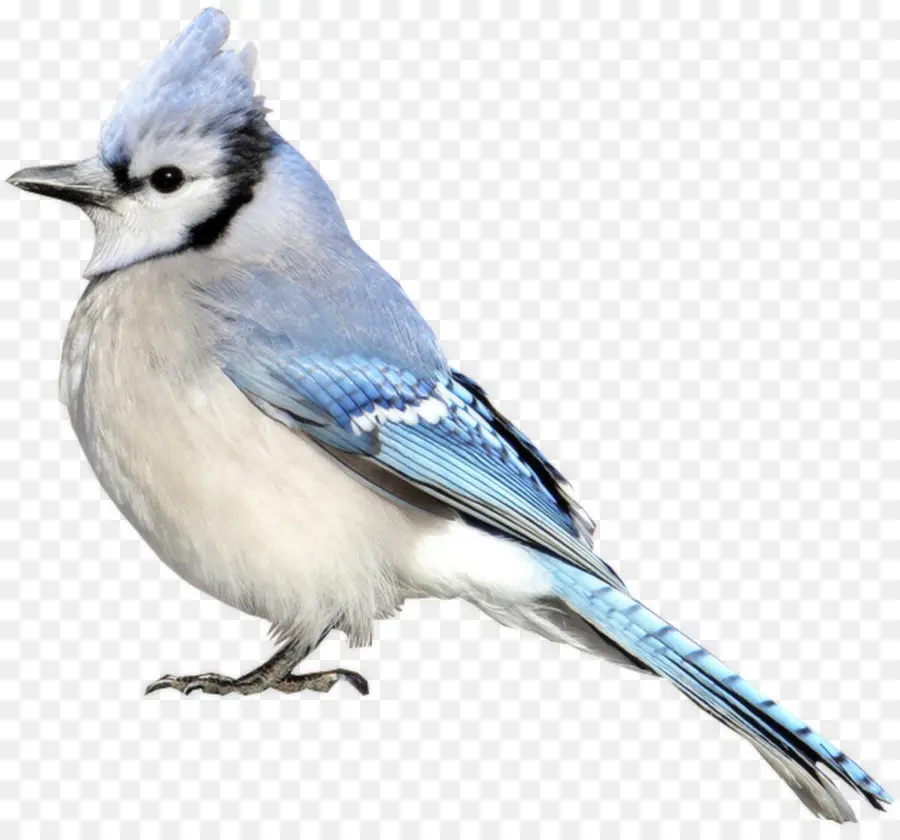 Blue Jay，Pájaro PNG