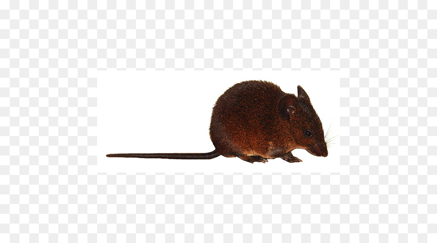 Ratón，Rata PNG