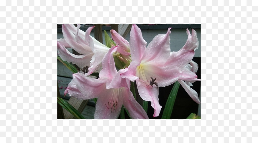 Amarilis，Crinum PNG