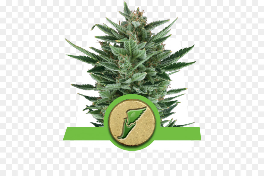 De Cannabis Autofloreciente，La Semilla PNG