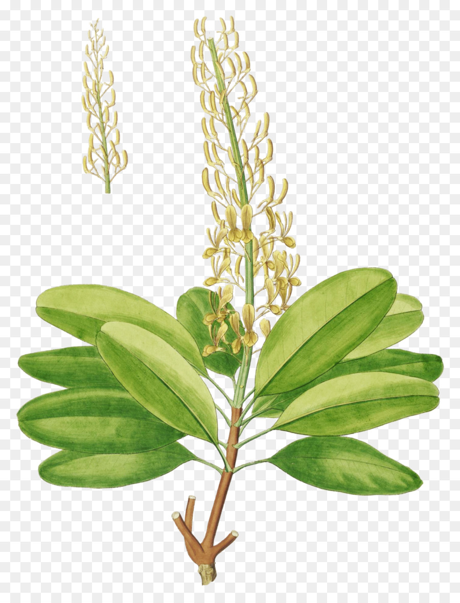 Vochysia Divergens，Vochysia Aurífera PNG