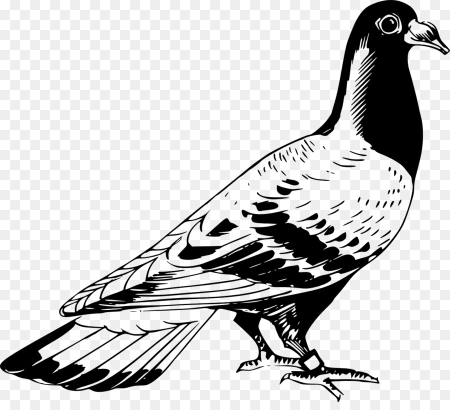 Homing Pigeon，Inglés Paloma Mensajera PNG