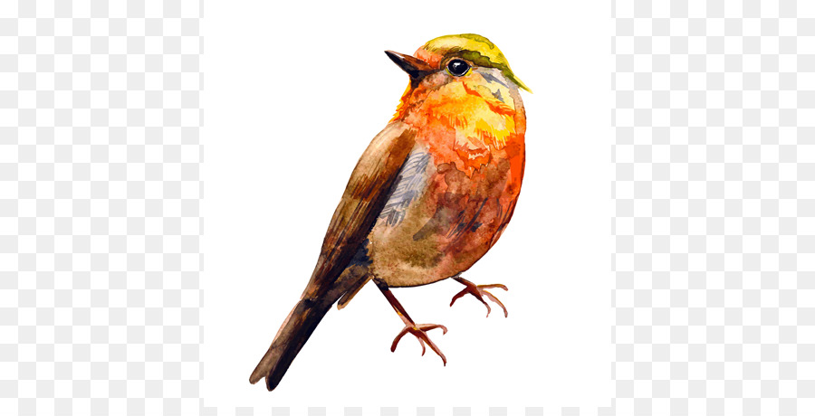 Pájaro，Europea Robin PNG