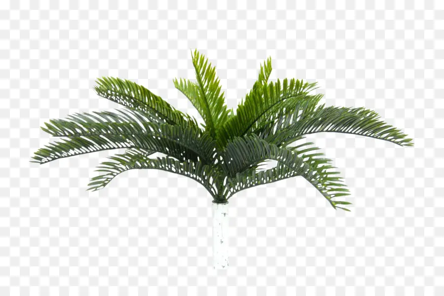 Eleocharis Pequeña，Sago Palm PNG