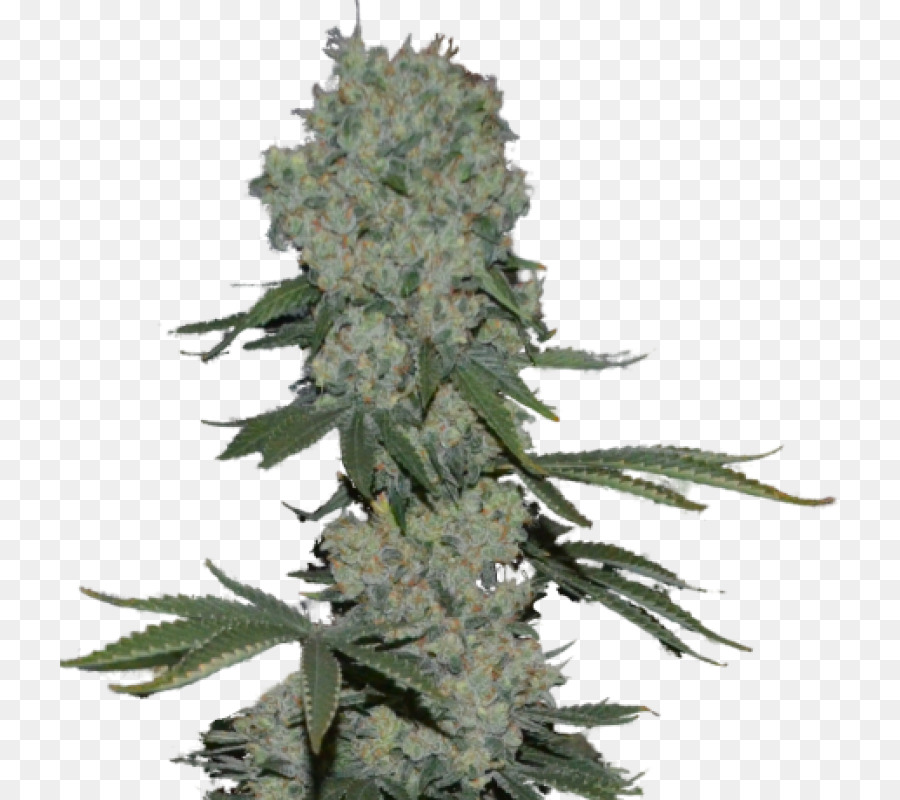 El Cannabis，La Semilla PNG