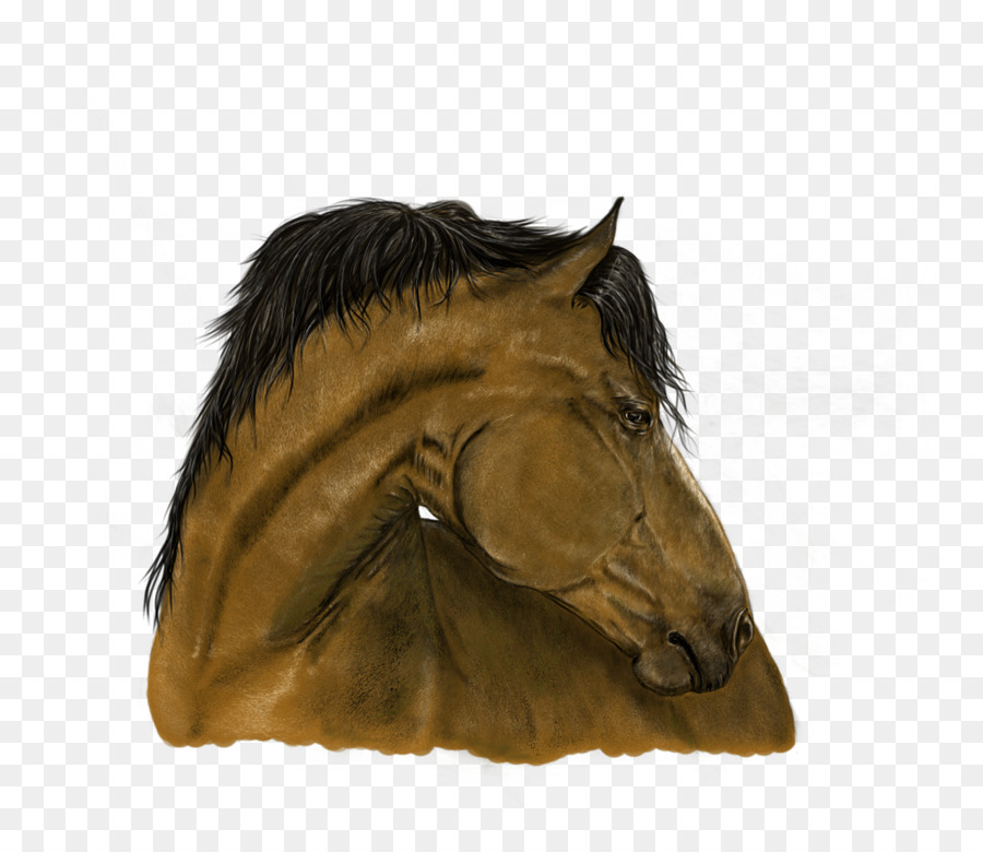 Caballo，Retrato PNG