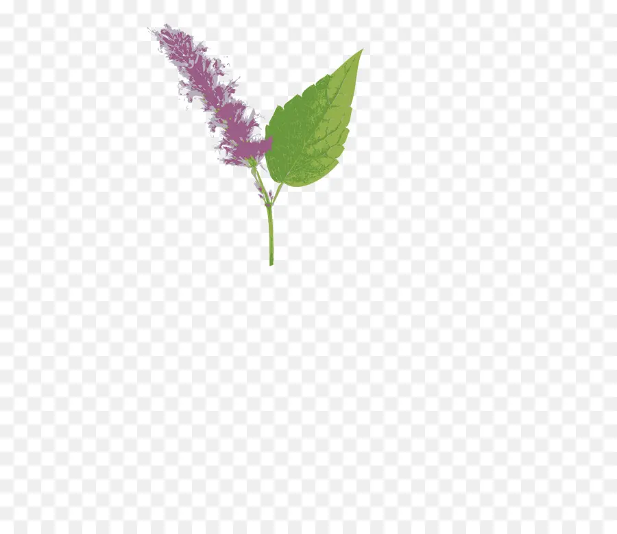 Flor Morada，Hoja PNG