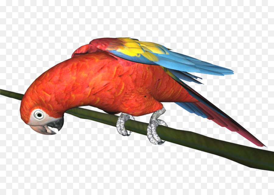 Guacamayo，Loro PNG