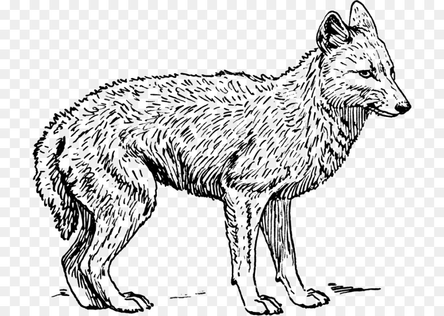 Lobo Gris，Coyote PNG