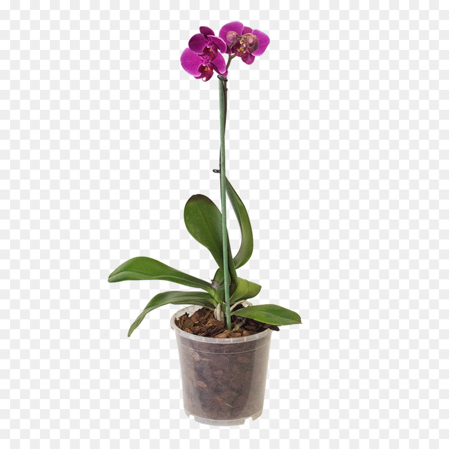 La Polilla De Las Orquídeas，Maceta PNG