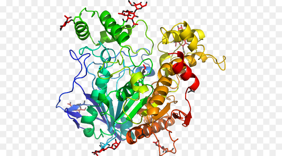 Estructura De La Proteína，Molécula PNG