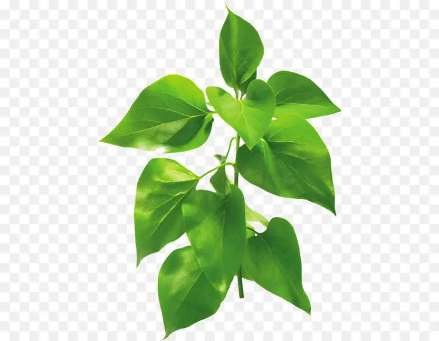 Hoja，Fern PNG