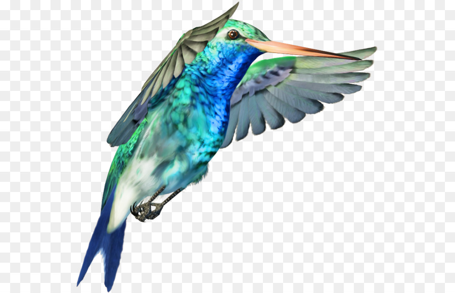 Colibrí，Pájaro PNG