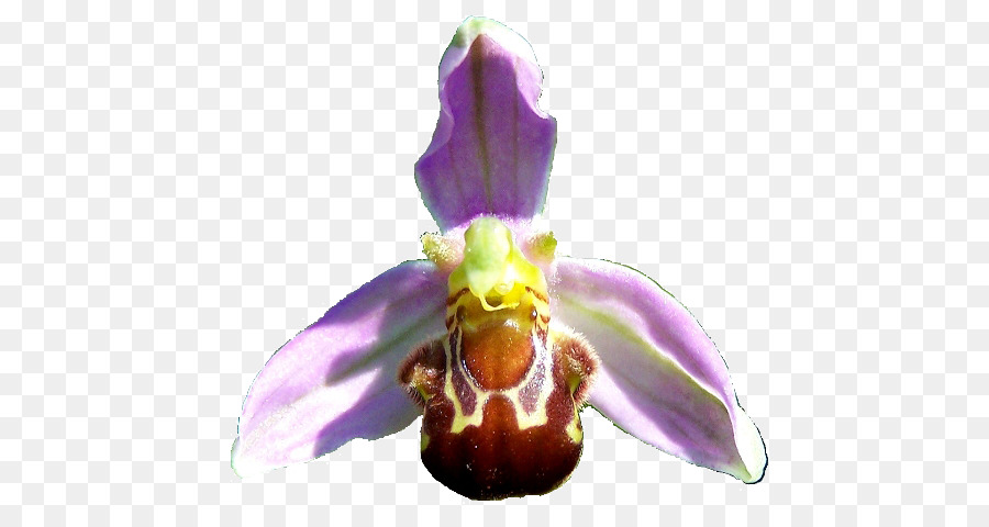 Flor，Orquídea PNG