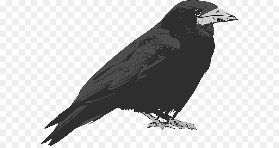 Común Raven，Raven PNG